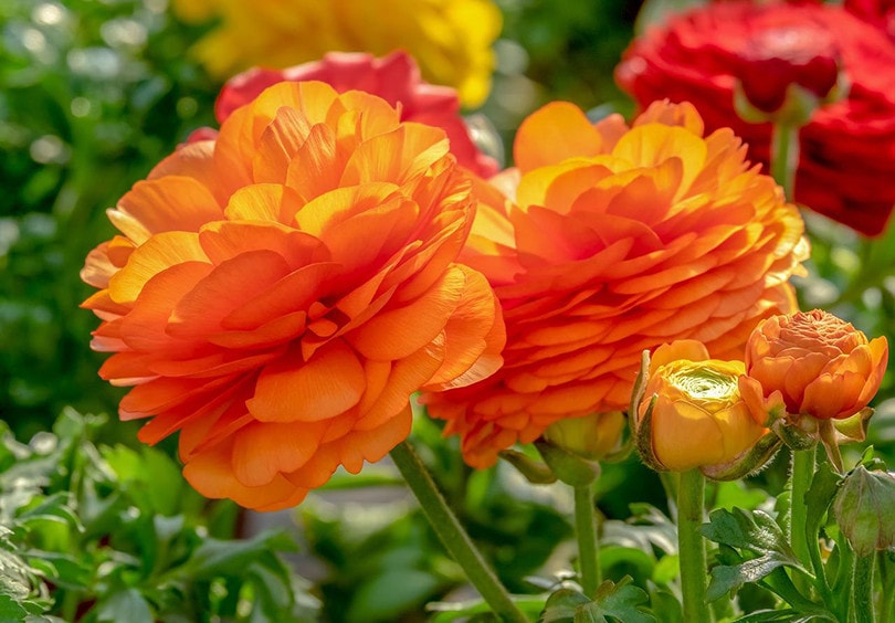 Ranunculus oranžový