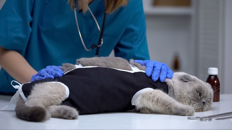 veterinární lékař kontroluje obvaz na kočku stresovanou po kastraci