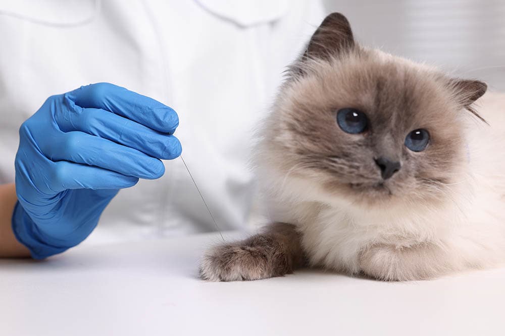 Veterinář drží akupunkturní jehlu na kočku