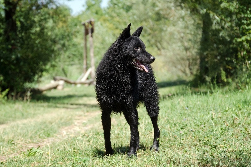 Chorvatský ovčák_Damir Kutlesa_shutterstock