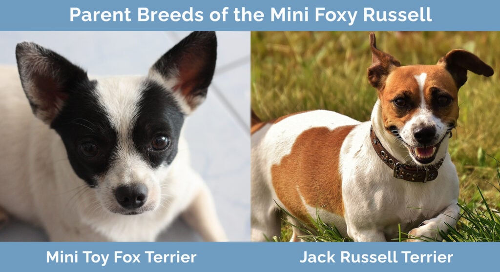 Rodičovská plemena Mini Foxy Russell