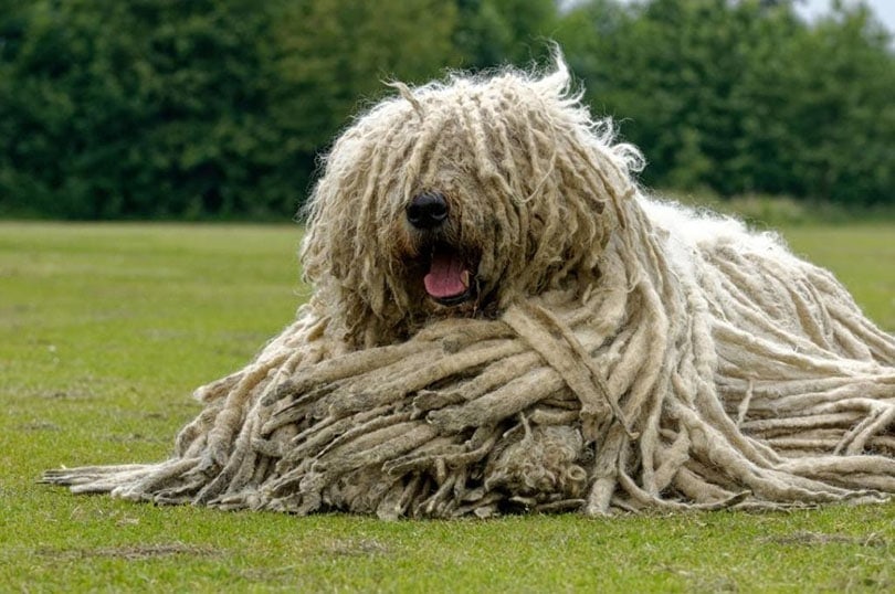 Kuvasz sedí ve sněhu
