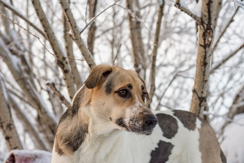 Portrét pěkného bílého psa - Sheepdog mioritic_Weblogiq_shutterstock