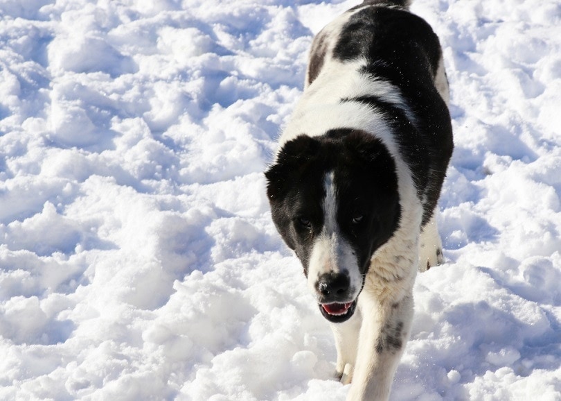 Bucovina pastevecký pes v snow_danny iacob_shutterstock