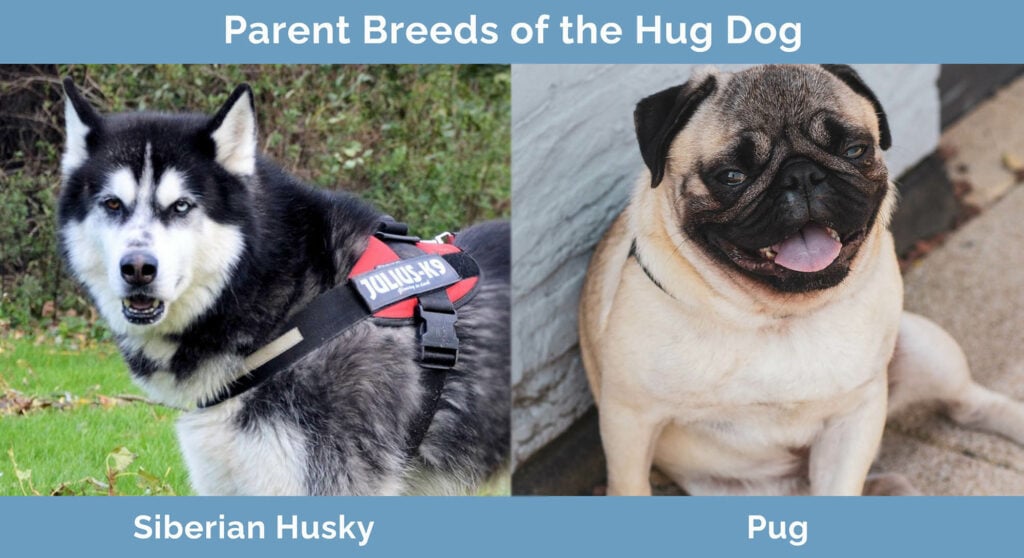 Rodičovská plemena Hug Dog