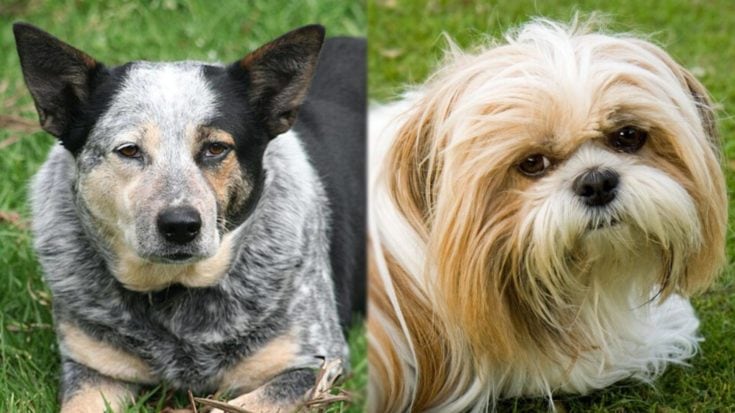 Rodiče Blue-Tzu Heeler