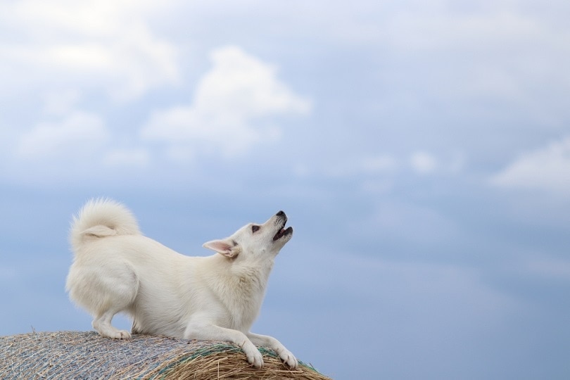 Norský buhund vyjící