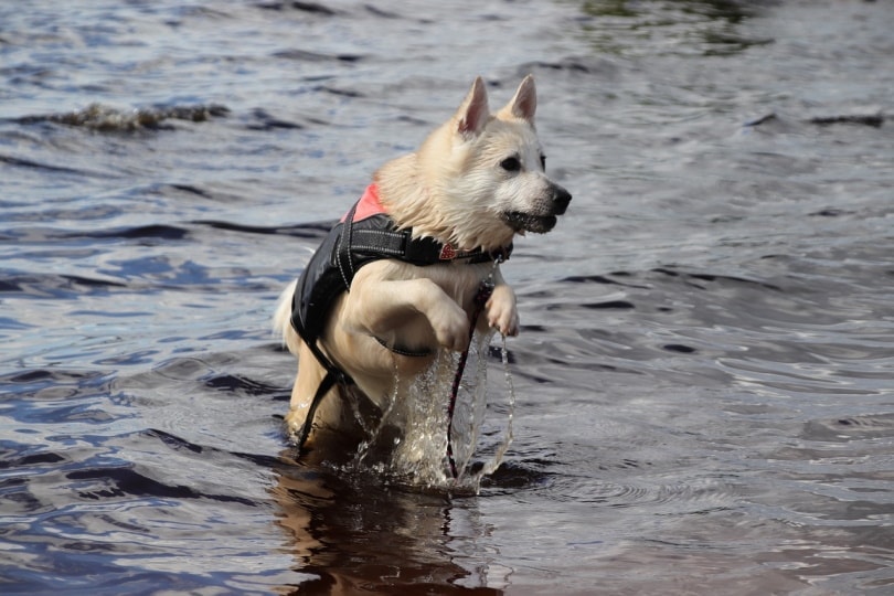 Norský buhund plavání v řece