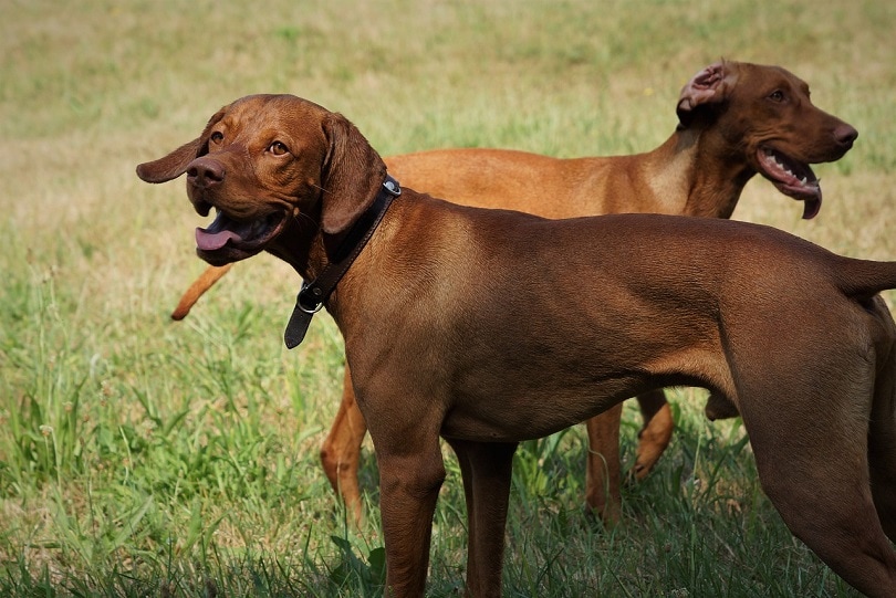 Vizsla hraje-pixabay