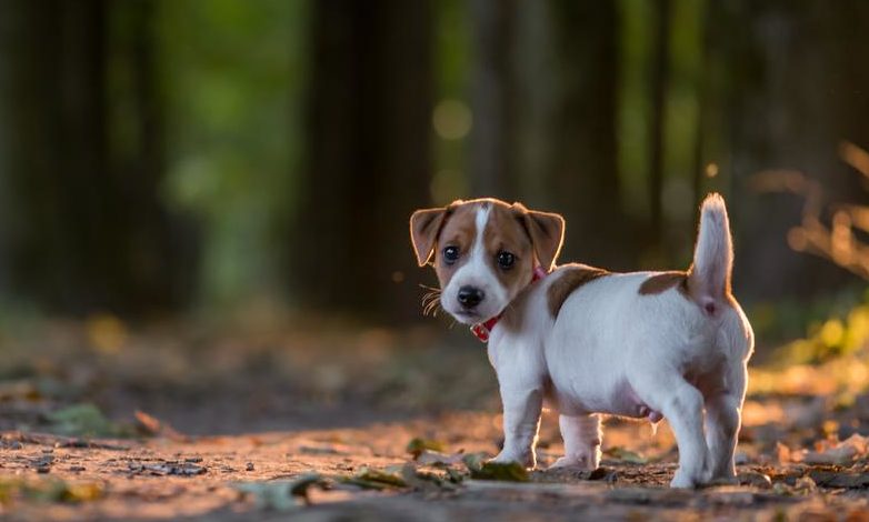 Jack Russell teriér vleže