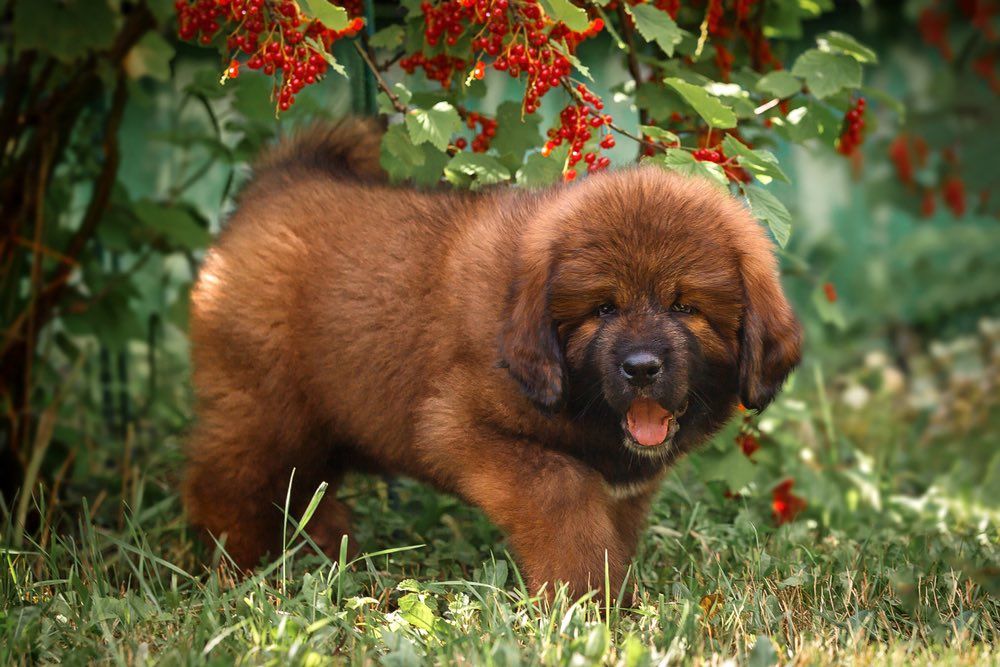štěně tibetské dogy na trávě