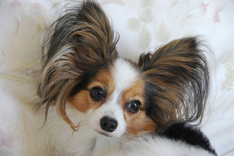 Krmivo pro psy Canidae