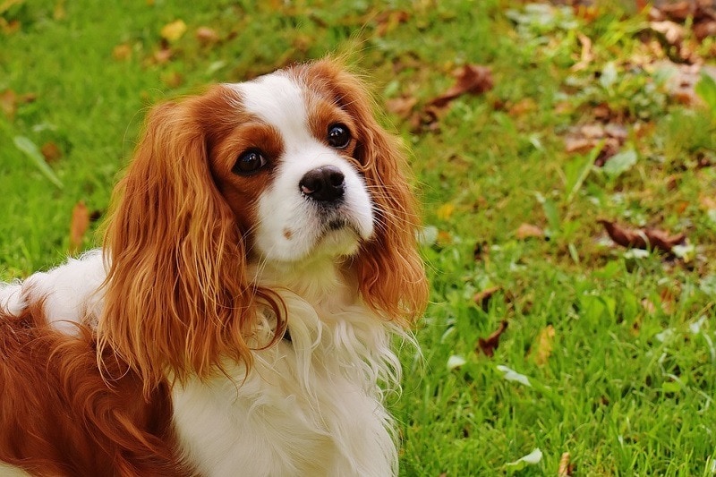 Kavalír King Charles španěl