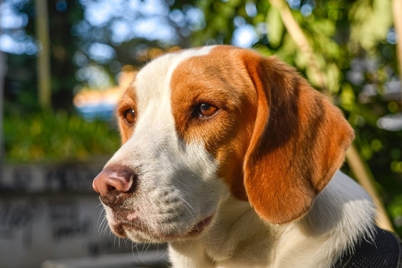 krásný bílý citrónový bígl_Gabriel_JH_shutterstock