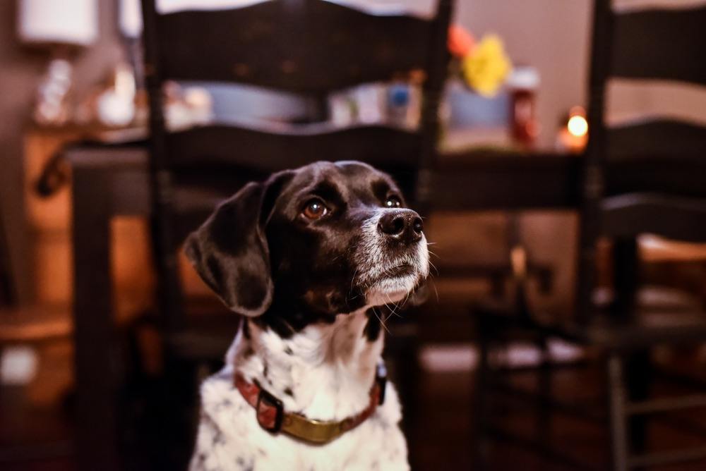 Štěně Boingle Beagle Point