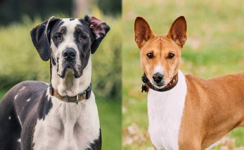 Německá doga a Basenji