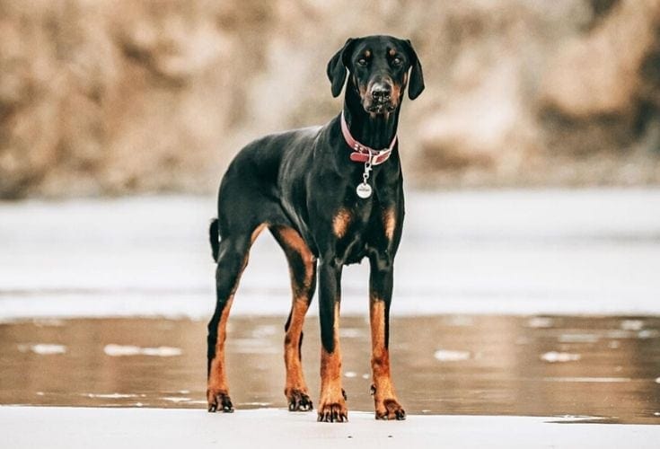 Dobrman Pinscher