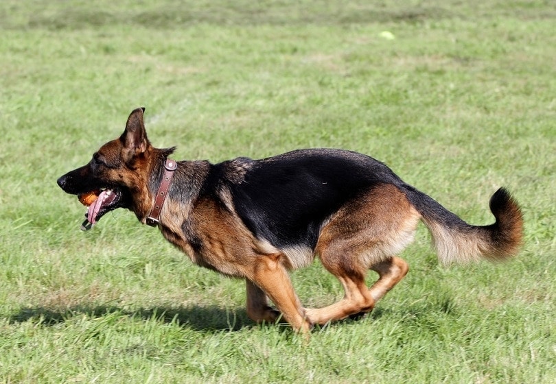 Německý ovčák_Zelenskaya_shutterstock