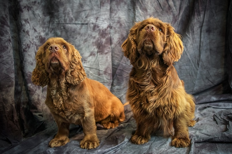 Štěňata Sussex Spaniel
