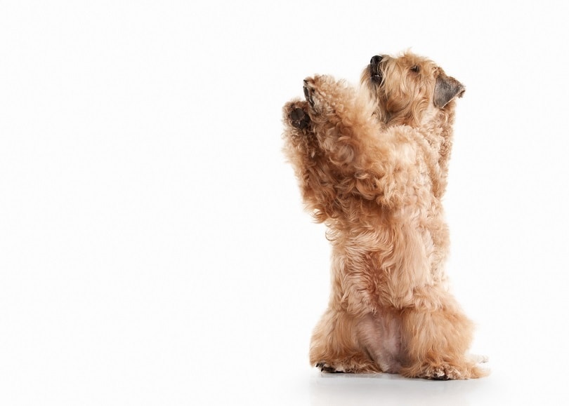 Irský soft coated pšeničný teriér_dien_shutterstock