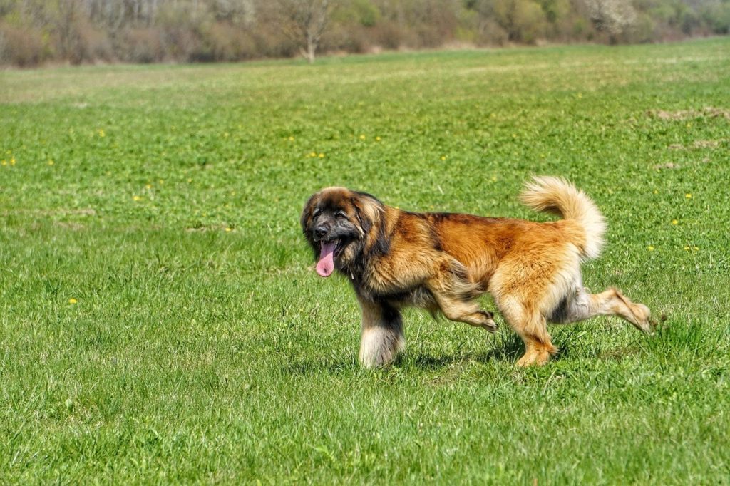 leonberger běží