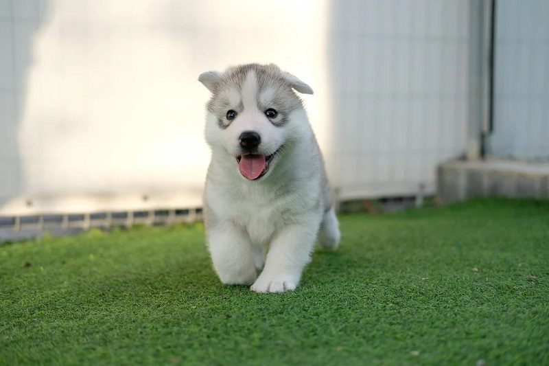 štěně husky