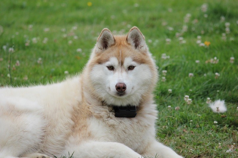 pěkně husky