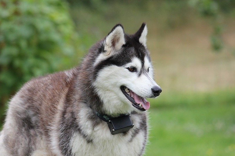 usměvavý husky