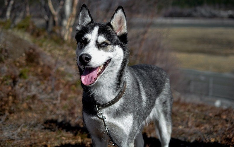 usměvavý husky