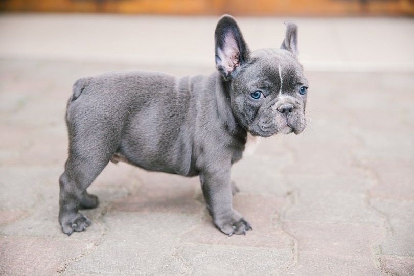 štěně francouzského buldočka blue_Angyalosi Beata_shutterstock