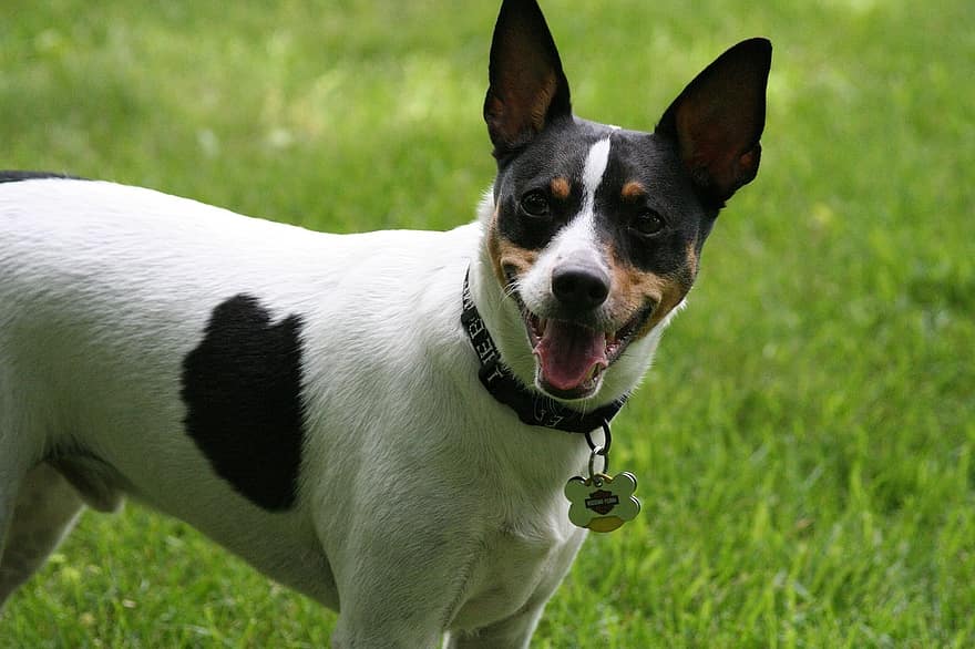 Toy Fox Terrier v trávě