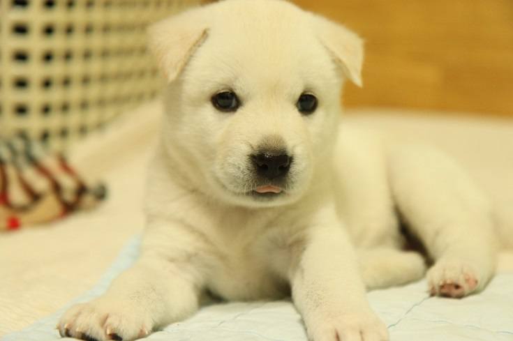 Štěně korejského Jindo