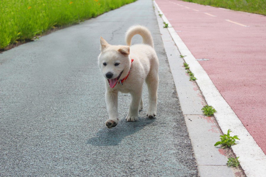 Štěně Jindo