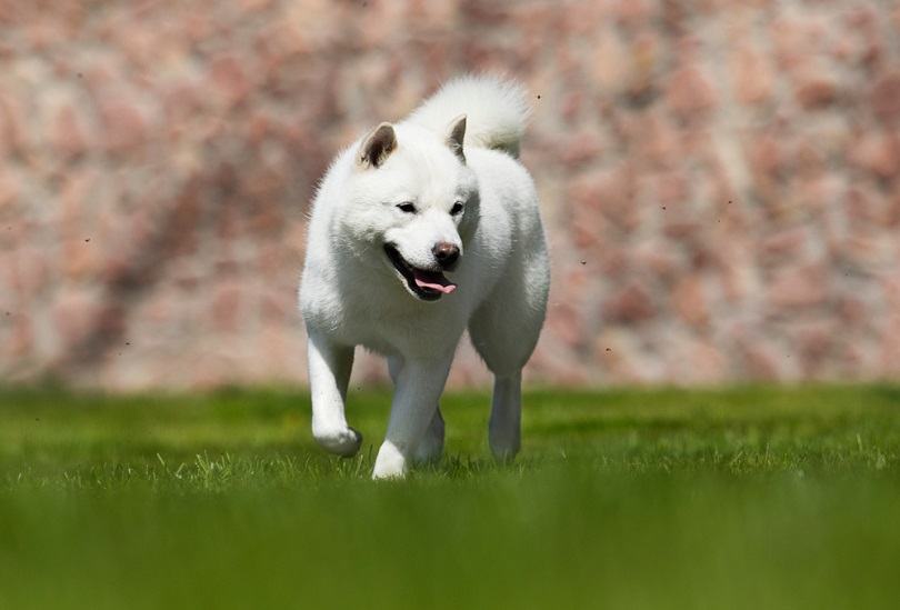 psí plemeno hokkaido rychle běhá