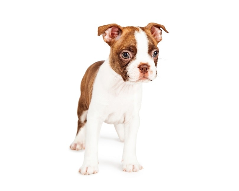 červená barva sedmitýdenní štěně bostonského teriéra_Susan Schmitz_shutterstock