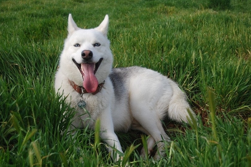 Zlatý retriever