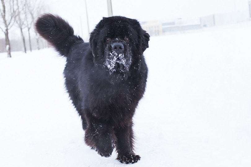 Newfoundland hraje ve sněhu