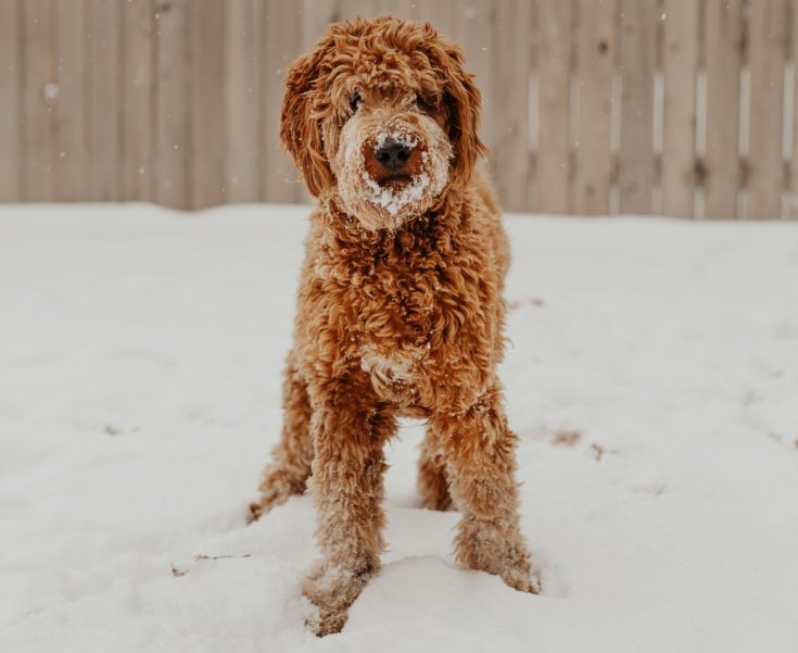Goldendoodles opálení