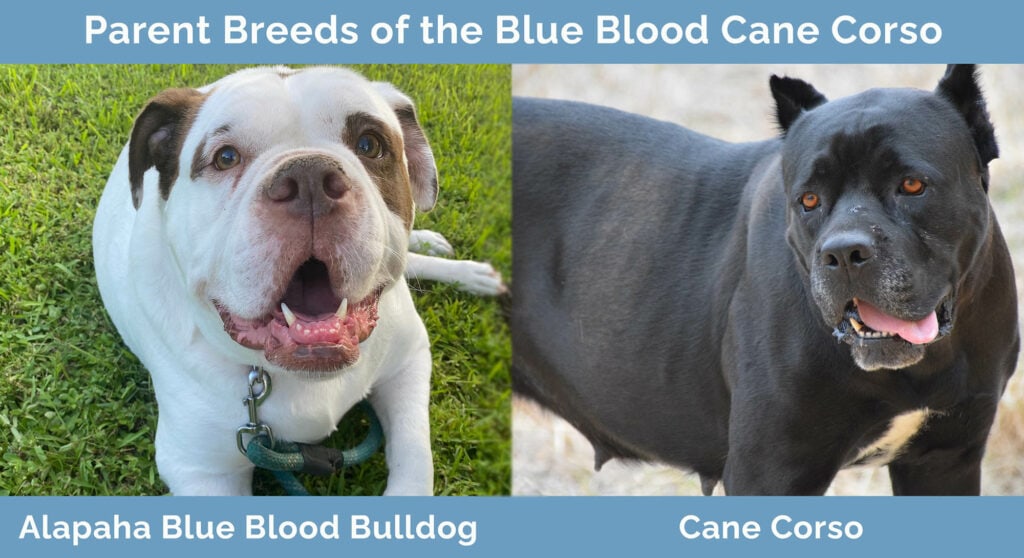 Rodičovská plemena Blue Blood Cane Corso