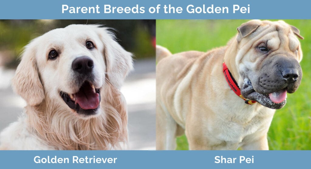Golden-Pei