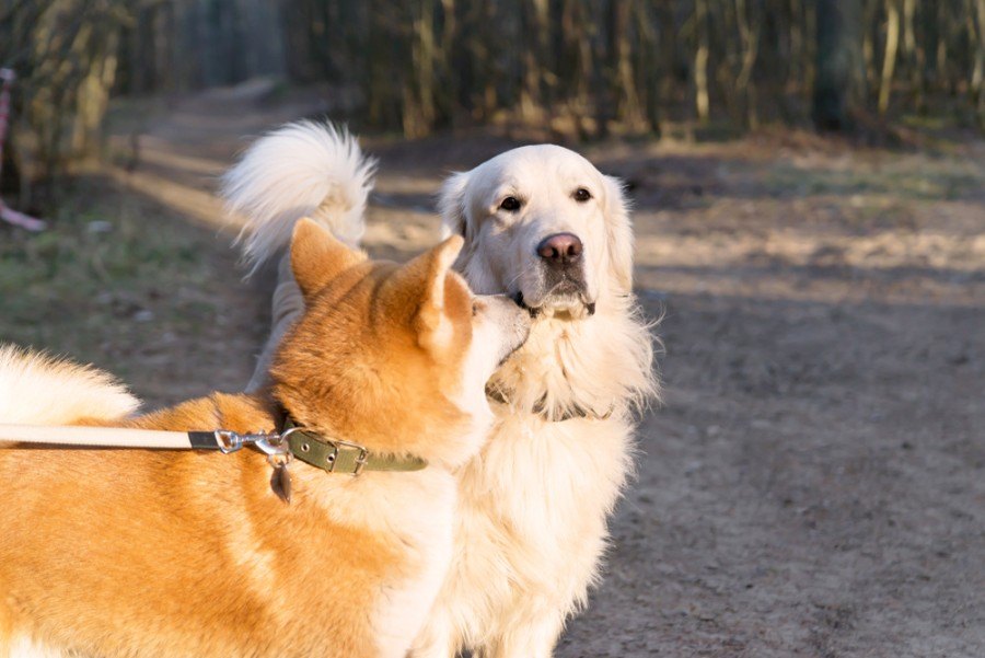 akita a retrívr