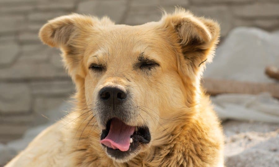 retrívr akita