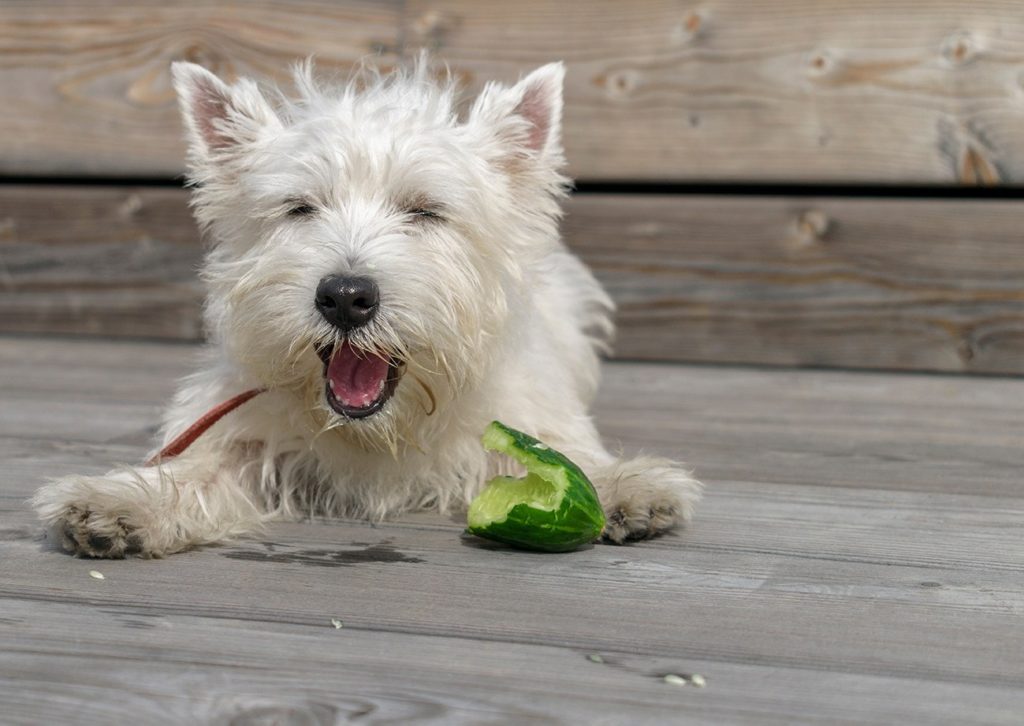 Westie jíst okurku