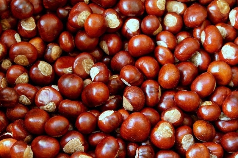 kaštany 2