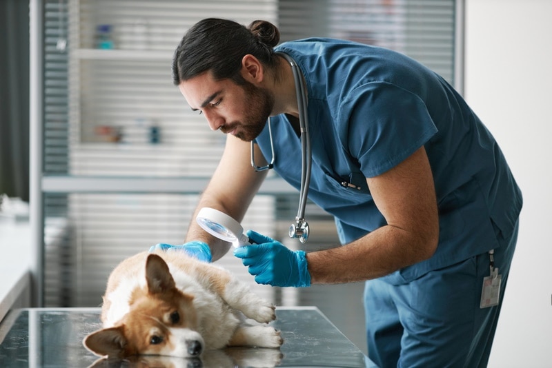 veterinární kontrola nemocného psa corgi