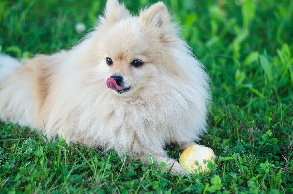 Pomeranian jíst hrušku