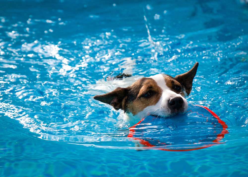 Jack Russell hraje ve vodě s vodní hračkou