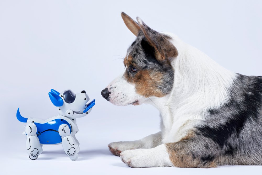 Corgi si hraje s technickým psem