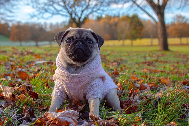 mops v parku