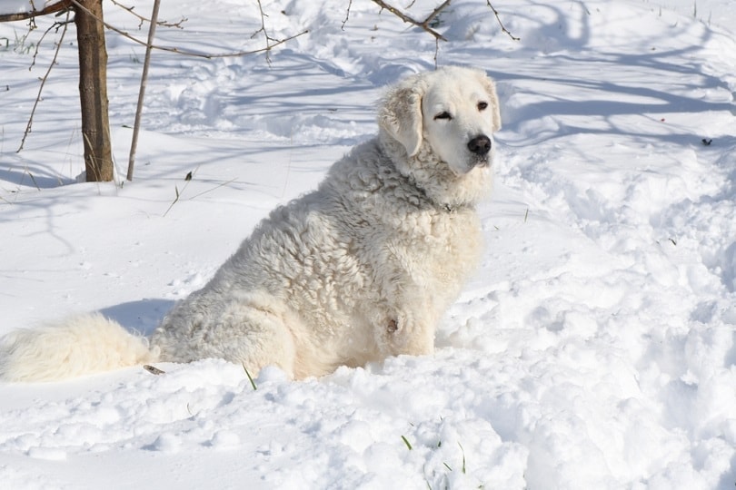 Kuvasz sedí ve sněhu